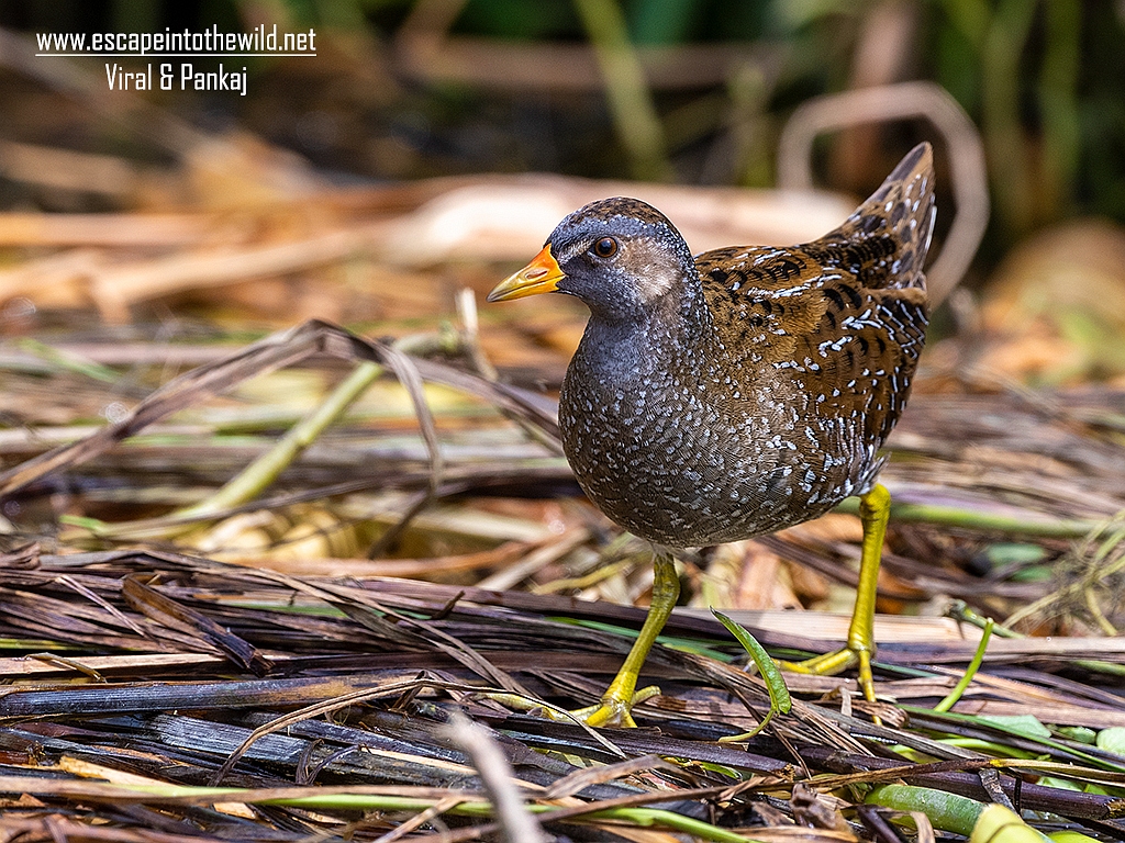 Spotted Crake